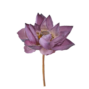 天然荷花荷叶干花花束摆件客厅插花装饰品禅意茶室民宿软装真花