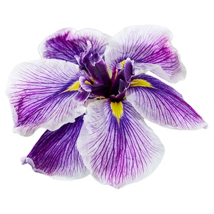 玉蝉花苗黄菖蒲裸根苗大花菖蒲虹越进口花园植物宿根鸢尾花卉预卖