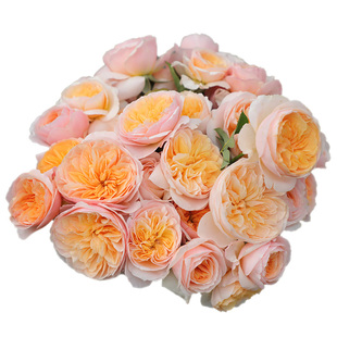 天狼月季朱丽叶庭院灌木大花易养护观赏性玫瑰花卉盆栽苗新手推荐