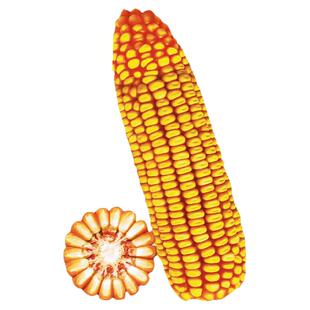 郑单958玉米种高产杂交玉米种子饲料特大农业大田优质官方旗舰店