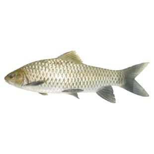 清波鱼苗淡水养殖食用四川本地稀有高端活物青板中华倒刺鲃乌鳞鱼