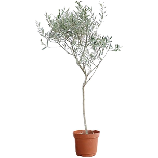 油橄榄树盆栽工业风侘寂风南法风地中海风格咖啡店民宿庭院大绿植