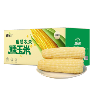 25年东北当季直发甜糯白玉米棒非转基因真空新鲜苞米大棒玉米黑土