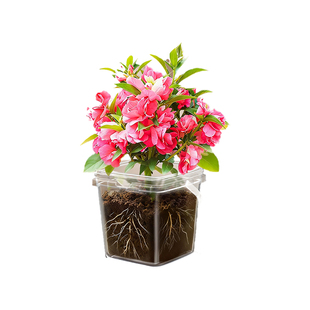 凤仙花种子四年级下册小学生凤仙花种植套装三年级下册儿童小盆栽指甲花种籽科学实验植物生长变化观察根茎叶