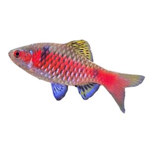 钻石彩红鲫冷水广温鱼原生鱼紫红两点鲫甜甜圈观赏鱼鳑鲏宝石彩虹