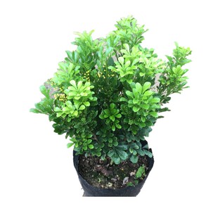 米兰花苗 浓香花卉植物 四季常青绿植 室内外好养活盆栽 驱蚊植物