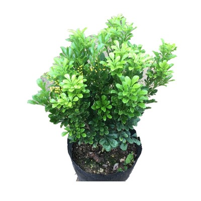 米兰花盆栽浓香花卉驱蚊植物易活