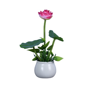 酒店餐厅冷菜摆盘装饰花草盘饰点缀刺身摆盘干冰花餐饮小摆件意境