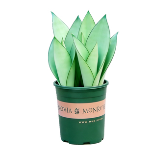 白玉虎皮兰盆栽老桩大苗室内客厅办公室桌面绿植室外阳台花卉植物