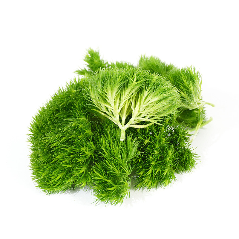 绿毛球新鲜摆盘装饰花草