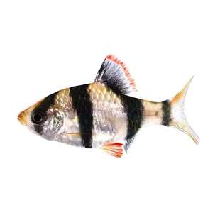 虎皮鱼小型鱼活体观赏鱼绿虎皮新手混养群游热带鱼小缸鱼耐养皮实