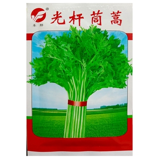 光杆茼蒿种子高杆小叶细叶蒿子杆子种籽30天采收绿丰园10克2000粒