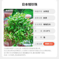 A comprehensive collection of aquatic plants: Blood-red court lilacs, mini ground-lying dwarf pearl chili banyan, Dutch scenery, and underwater leaf grass tank landscaping thumbnail 5