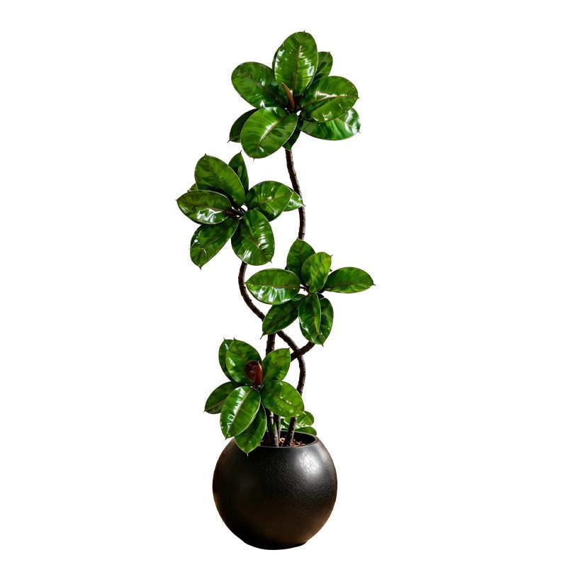 绿金刚橡皮树室内绿植落地大盆栽