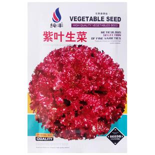 紫红色生菜种子盆栽阳台庭院农家作物春季生吃四季播疏蔬菜种籽孑