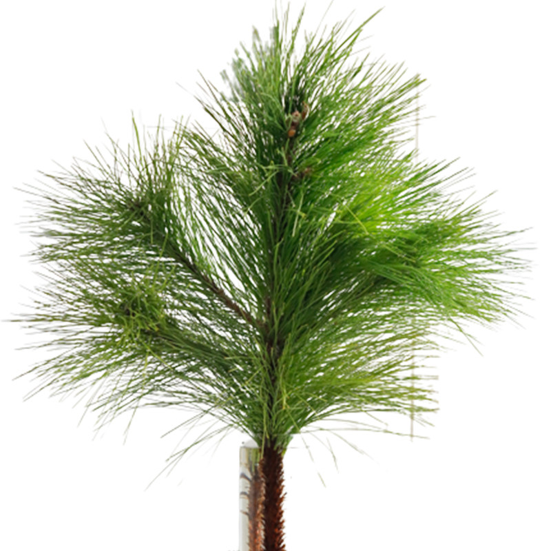 松针鲜切枝鲜花云南基地直发松枝花材花期长水培绿植鲜切枝条插花