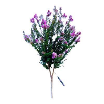 花明月紫薇花树苗耐寒花期长植物