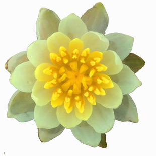 海尔芙拉经典微型睡莲盆栽开花多适合家庭种植小块茎  建国碗莲苑