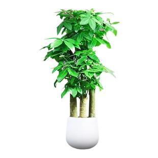 发财树客厅大盆栽室内植物绿植落地大号树木开业送礼步步高招财树