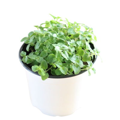 买牛至叶来克拉香草多款可选