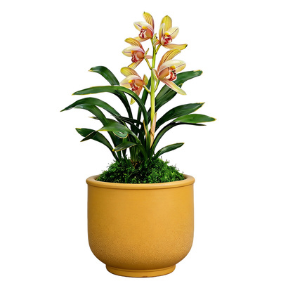 【禅叶达摩】兰花苗矮种金边建兰