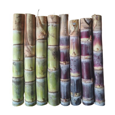 广西黄金皮黑紫皮甘蔗带芽种苗