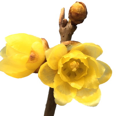 浓香腊梅盆景室内庭院包对版冬季