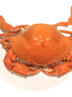 三门青蟹鲜活海鲜大母蟹膏蟹海鲜