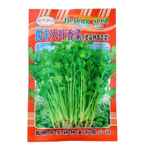 优质油绿香菜种子香菜籽大叶芫茜四季播种菜园蔬菜冬春季