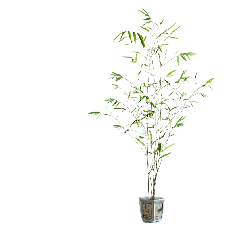 【正宗精品台湾内门竹盆栽】