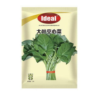 小叶三叉空心菜种子高产柳叶翁菜雍菜种籽四夏季农家庭院蔬菜种孑