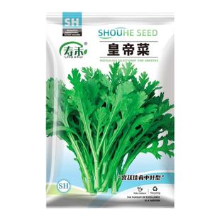 皇帝菜四季种籽茼蒿种子菜籽小叶筒篙种孑蔬菜适合冬天种的菜种