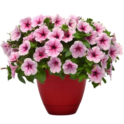 牵牛花种孑重瓣矮牵牛花四季播种开花垂吊喇叭花室内外盆栽花籽子