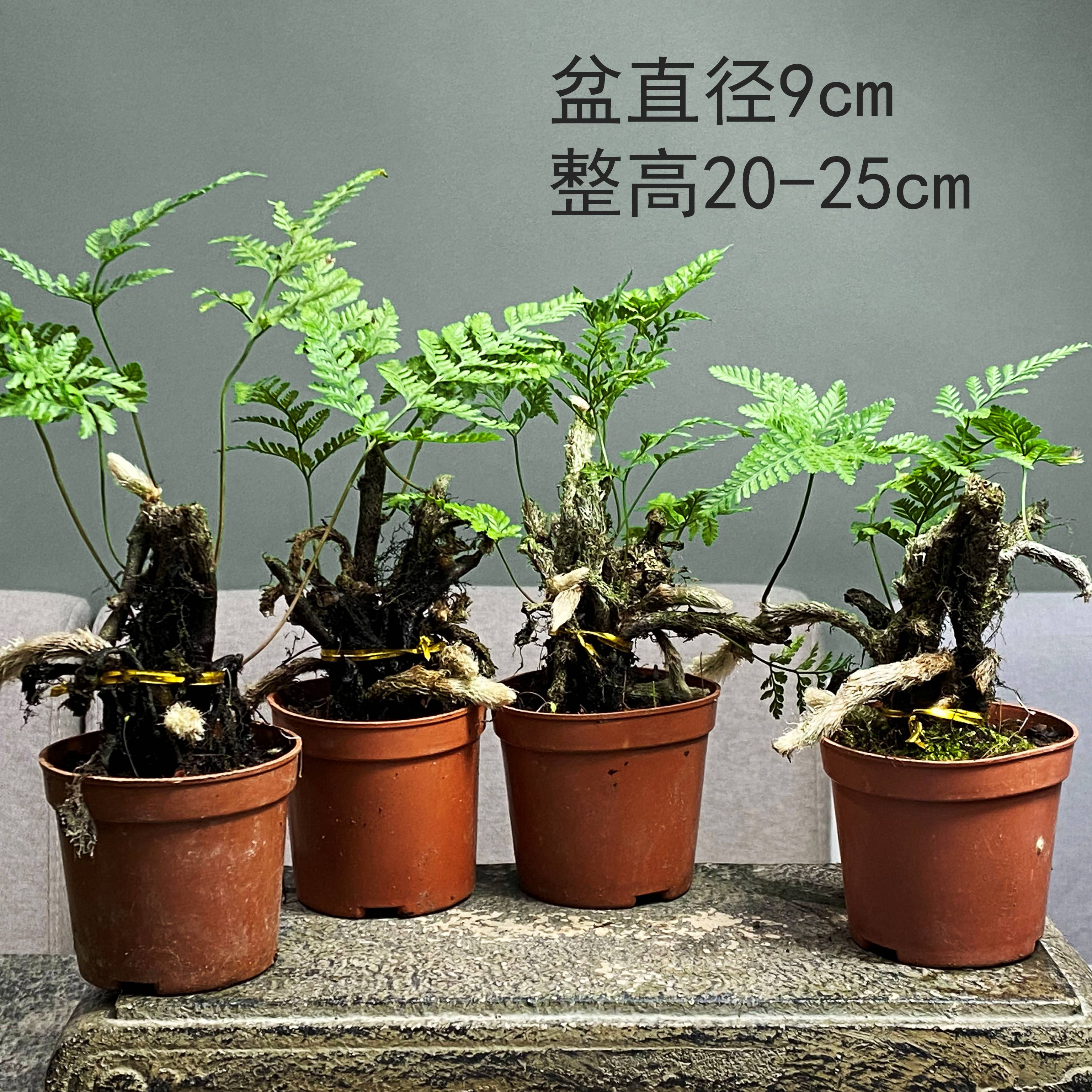 厂狼尾蕨老桩假山造景耐干耐湿易养绿植吸水石盆景盆栽老苗造景销