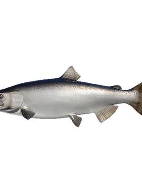 玻璃钢材质高档装饰品逼真立体鱼