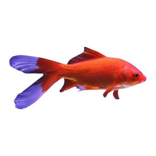 金鱼观赏鱼活鱼好养耐活小金鱼兰寿蝶尾鹤顶红国狮锦鲤鱼冷水