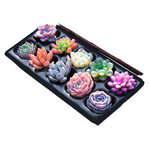 多肉植物室内小盆栽生石花玉露肉肉花卉桃蛋艾伦懒人绿植精品好养