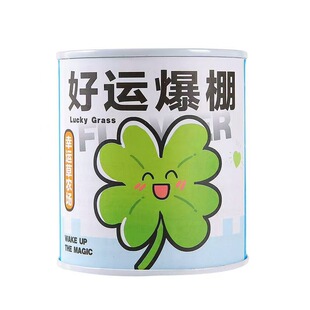 罐装种植小盆栽1个