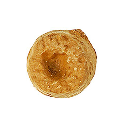 珊瑚基座断肢sps纽扣frag繁殖