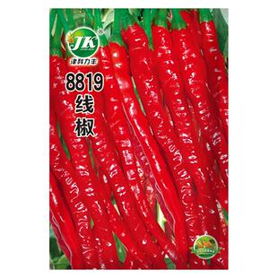 辣椒种子8819红线椒干椒鲜椒两用薄皮海椒种孑辣长春四季蔬菜籽种