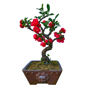 世界一日本海棠桔红大红色长寿乐海棠绿树苗长寿冠盆栽室内带花苞