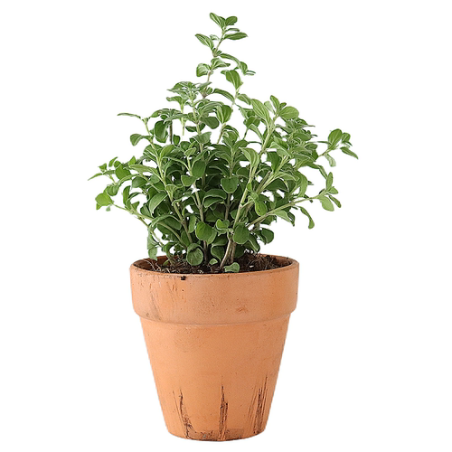 马郁兰可食用多年生香草植物盆栽克拉香草马约兰芳香泡水安神助眠