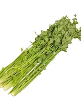 章丘芹菜秋季盆栽种子