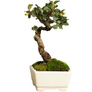 微型盆景植物荀子一物一拍造型提根盆栽观花观果米叶室内阳台好养