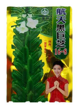 航天黑巨芝芝麻种子高产黑芝麻