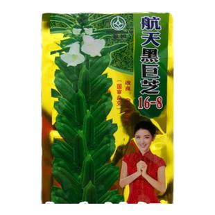 航天黑巨芝芝麻种子高油高产黑芝麻种籽抗病耐旱大田杂交白芝麻孑