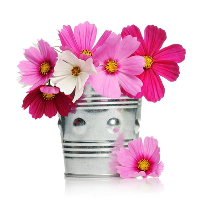 格桑花花种籽四季开花多年生植物