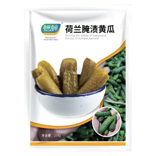 荷兰腌渍黄瓜迷你水果酱种籽黄瓜种子腌渍四季春夏季秋季咸菜种孑
