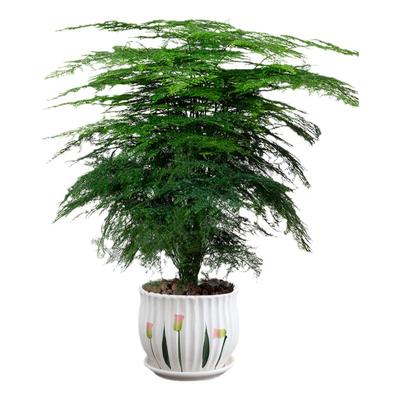 文竹盆栽盆景植物室内办公室桌面