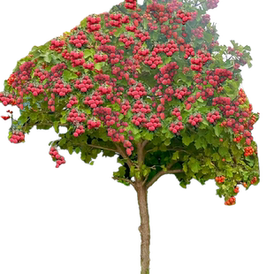 无核荔枝树苖桂味嫁接水果树苗妃子笑盆栽当年结果大苗果树水果苗